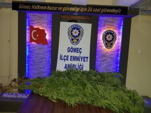 Hint keneviri yetiştiren adam tutuklandı