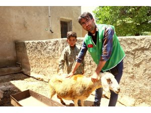 Yetim ailelere canlı hayvan desteği