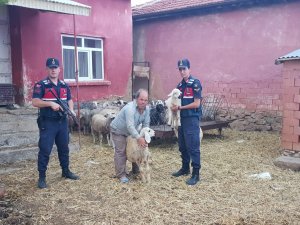 Kaybolan koyunları jandarma buldu