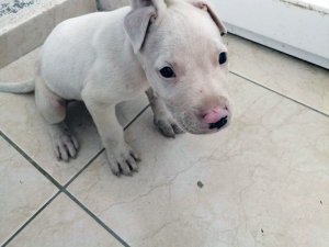 Hırsızlık zanlılarının oyununu kaza bozdu