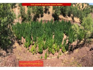 Diyarbakır’da 723 bin 860 kök kenevir bitkisi ele geçirildi