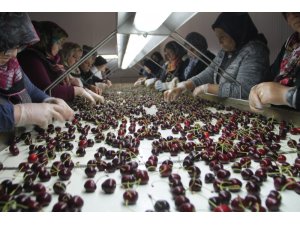 Rusya ve Almanya’nın kirazları Amasya’dan