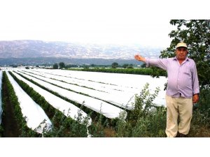 Sarıgöl üzüm bağlarının yüzde 50’si örtü altında