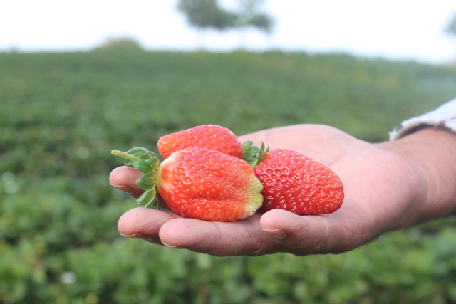 Üreticilere 8 farklı ürün için destek imkanı