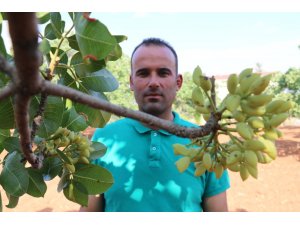 Antep fıstığı üreticisinin Çin sevinci