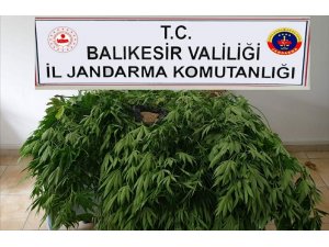 Edremit’te 33 kök kenevir ele geçirildi