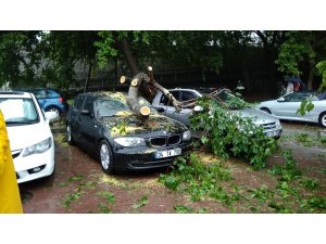 Şimşek düşen ağaç 4 otomobilin üstüne devrildi
