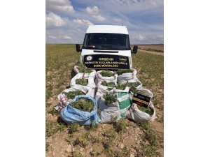 Nohut tarlasında ’Hint Keneviri’ operasyonu