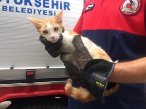 Ağaçta mahsur kalan kediyi itfaiye eri tırmanarak kurtardı