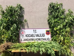 Kocaeli’de ormanlık alanda ekili 3 bin 620 kök kenevir imha edildi