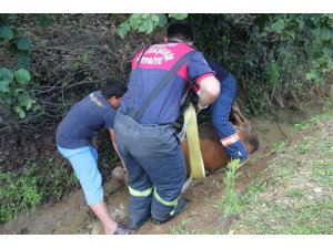 Kanala düşen ineği itfaiye kurtardı