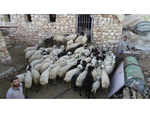 Diyarbakırlı besiciler kurbanlık hazırlıklarına devam ediyor