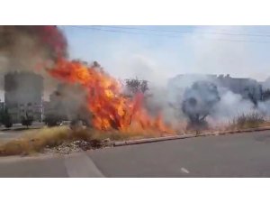 Kahramanmaraş’ta zeytinlikte yangın