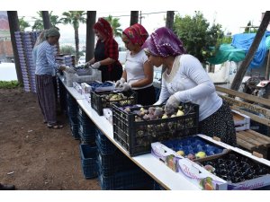 Mersin’de yılın ilk siyah incir hasadı Bağlarbaşı’nda başladı