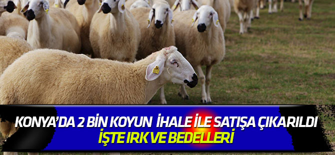 Konya'da TİGEM'den koyun satış ihalesi