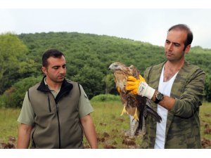 Tedavi edilen 5 yırtıcı kuş doğaya salındı