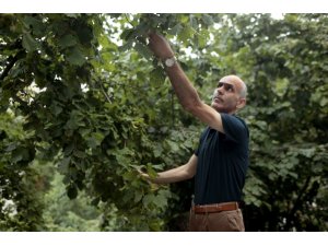Fındık üreticisi hasat için gün sayıyor