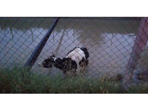 Su kanalına düşen ineği itfaiye halatla kurtardı