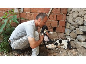 Köpek yavrusunu dereye atan kişiye "hayvanlara bakma" görevi