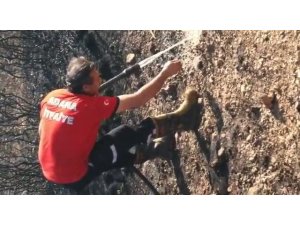 Yangında mahsur kalan kirpiyi itfaiye eri kurtardı