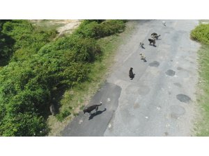 İstanbul’da binlerce başıboş köpeğin adeta istila ettiği köy havadan görüntülendi