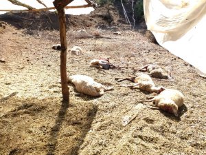 Kurt saldırısında 13 küçükbaş hayvan telef oldu