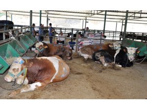 Manisa’da kurbanlık hayvan sıkıntısı yok