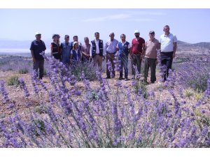 Isparta’da, OGM tarafından son 2 yılda 305 bin lavanta fidanı desteği sağlandı