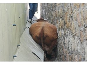 İki duvar arasına sıkışan hayvan kurtarıldı