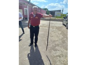 OSB İdari binasına giren yılan etkisiz hale getirildi