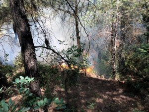 Hatay’da orman yangını