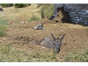 Gübre çukuruna düşen eşekler kepçeyle kurtarıldı