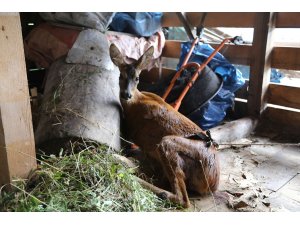 Artvin'de yaralı karaca koruma altına alındı