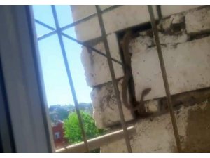 Siirt’te duvara gizlenmiş 2 metrelik yılan korkuttu
