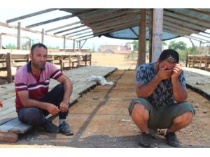 Antalyada kiralık tır şoförünün 25 büyükbaş hayvanla ortadan kaybolduğu iddiası