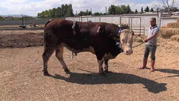 Konya'da otomobil fiyatına kurbanlık boğa
