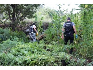 Hazine arazisinde hint keneviri yetiştirmişler