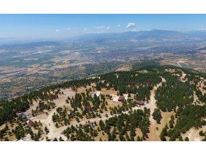 Yedi Güzel Adam'ın "Yalnız Ardıç"ı yaşam alanı oluyor