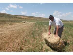 Yem bitkisinde rekolte düşüşü