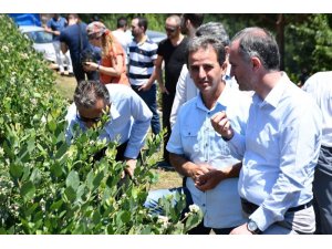 Türkiye’nin en büyük yaban mersini bahçesinde hasat başladı