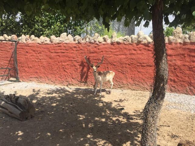 Konya’ya Yaban hayvan kurtarma merkezi kuruluyor