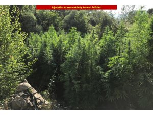 Diyarbakır’da 1 milyon 378 bin 700 kök kenevir bitkisi ele geçirildi