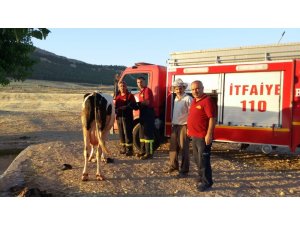 Sulama havuzuna düşen ineği itfaiye kurtardı