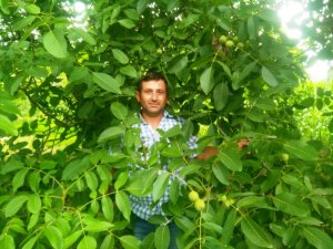 Ziraat Odası Başkanı Çalışkan: Çiftçilerimiz ceviz yetiştiriciliğine yönelmeli