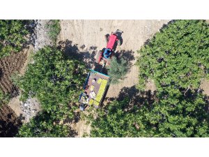 Aydın'da sezonun ilk inciri hasat edildi