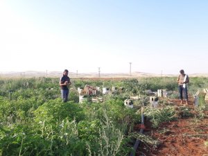 Yeşil soğanın çuvalı tarlada 5, halde 100 lira