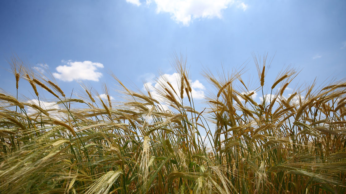 Ülker'den Bahri Dağdaş'la işbirliği