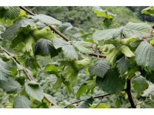 Örnek bahçelerde fındık bolluğu