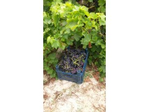 Tarsus’ta bağdan 500 kilo üzüm çalan hırsız yakalandı