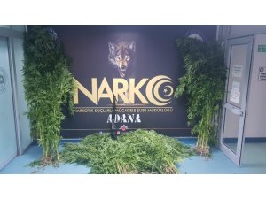 Bu da kenevir serası